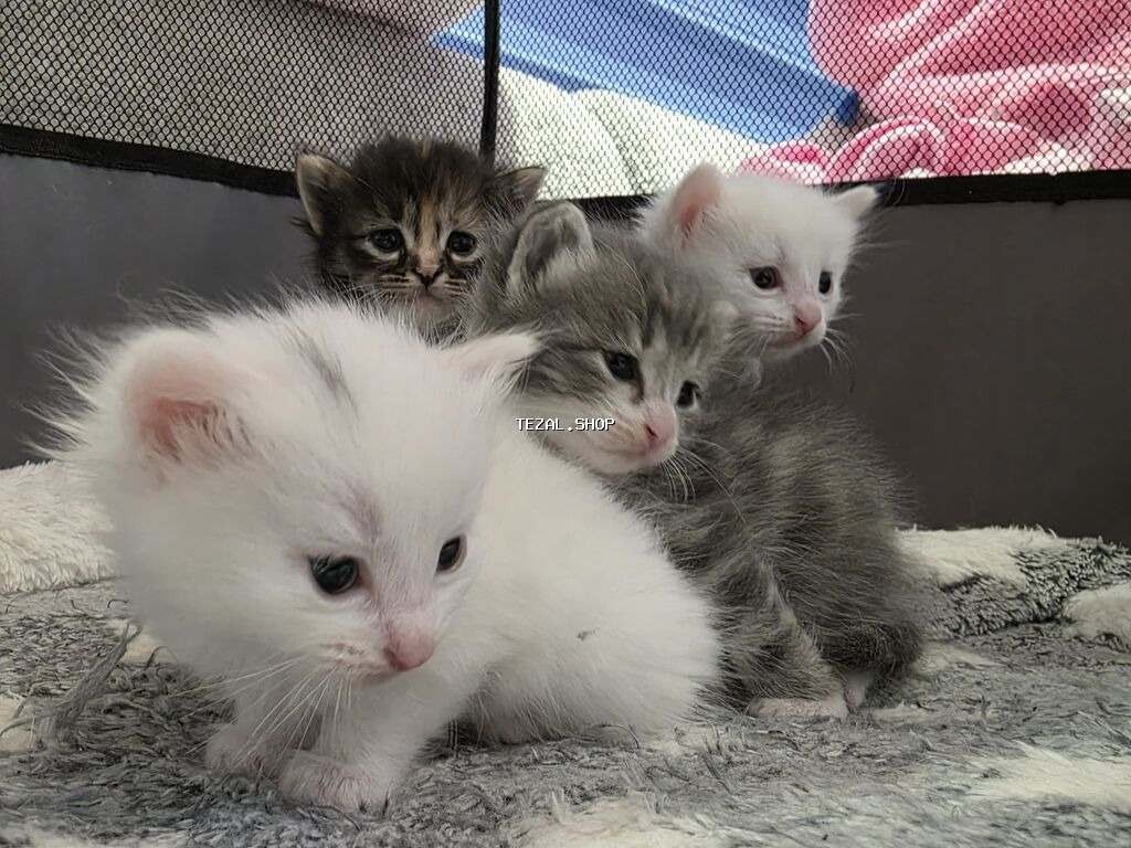 Britan, Ödənişli çatdırılma - şəkil 4