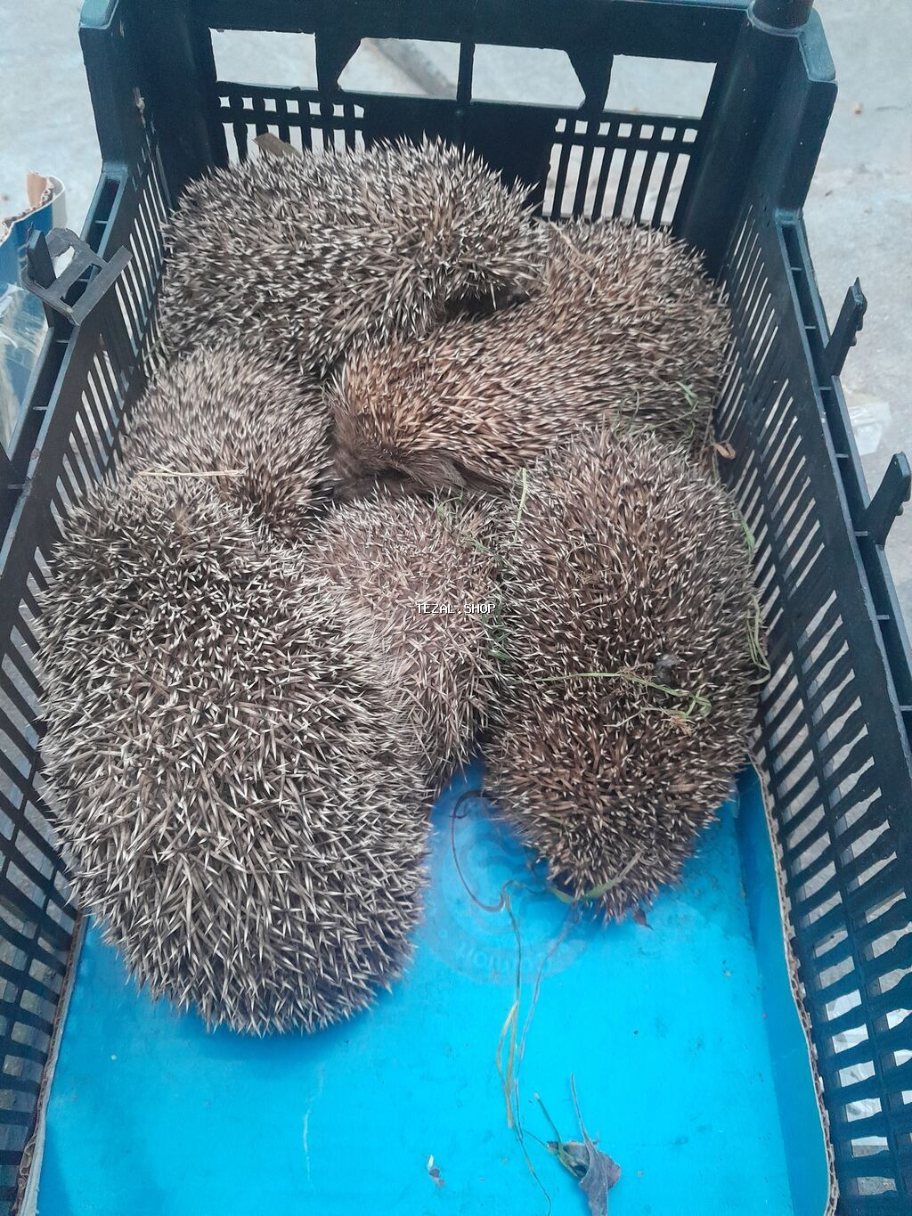 Satilir isteyen zeng vursun ünvan sulutepenin kuruqu