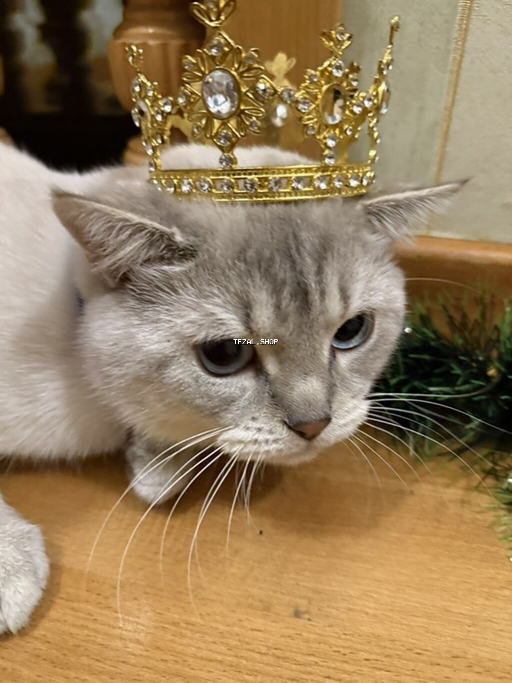 Sahibləndirilir : Paroda Colorpoint Chincilla 3 yaş Erkək hal hazırda