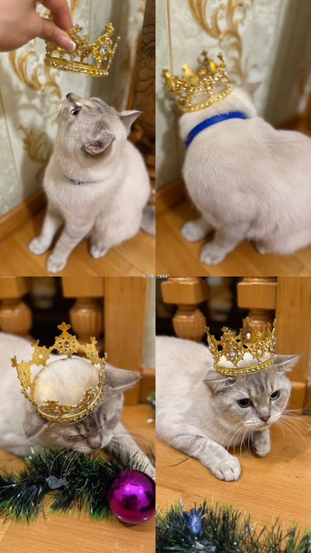 Sahibləndirilir : Paroda Colorpoint Chincilla 3 yaş Erkək hal hazırda - şəkil 2