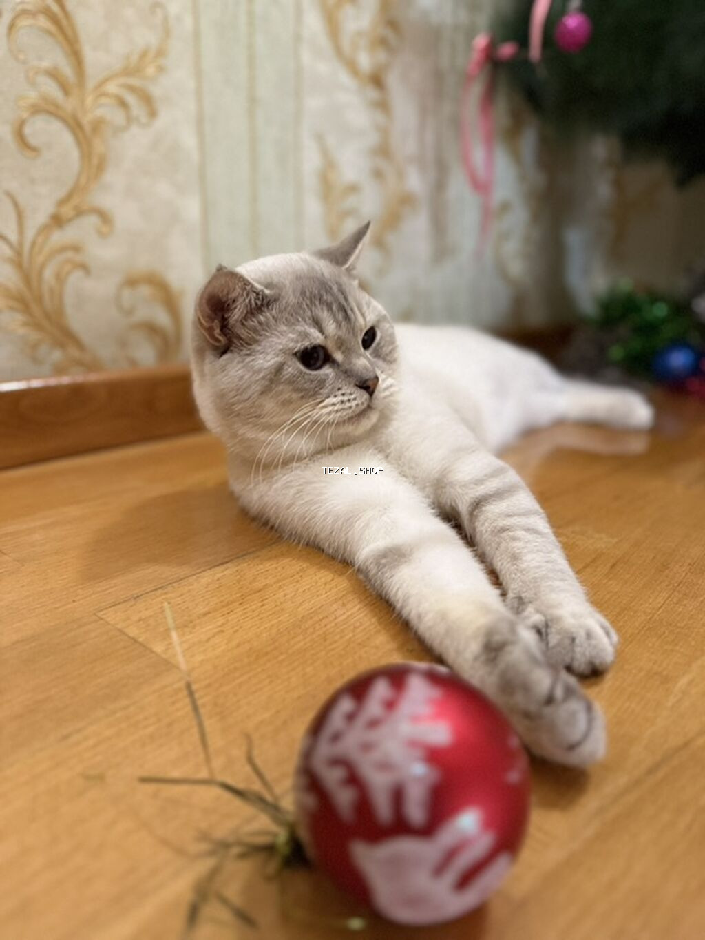 Sahibləndirilir : Paroda Colorpoint Chincilla 3 yaş Erkək hal hazırda - şəkil 3