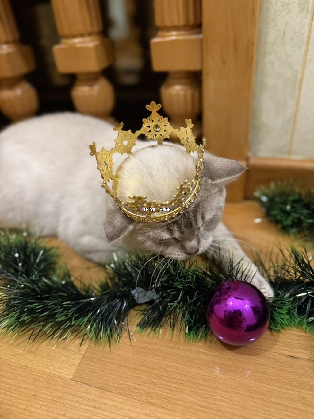 Sahibləndirilir : Paroda Colorpoint Chincilla 3 yaş Erkək hal hazırda - şəkil 4