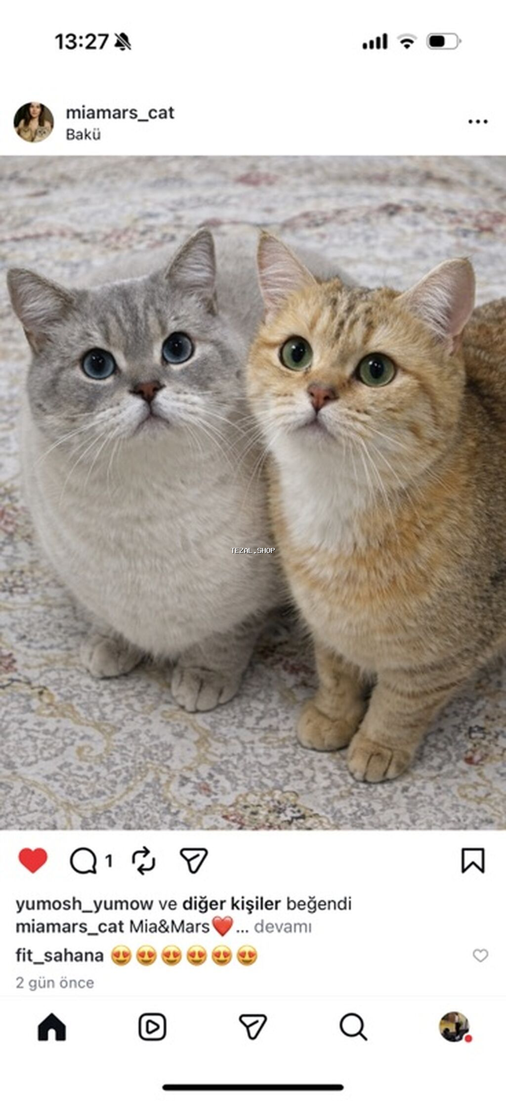 Sahibləndirilir : Paroda Colorpoint Chincilla 3 yaş Erkək hal hazırda - şəkil 5