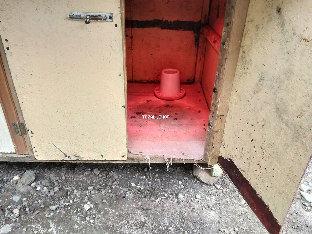 Digər heyvanlar - şəkil 2