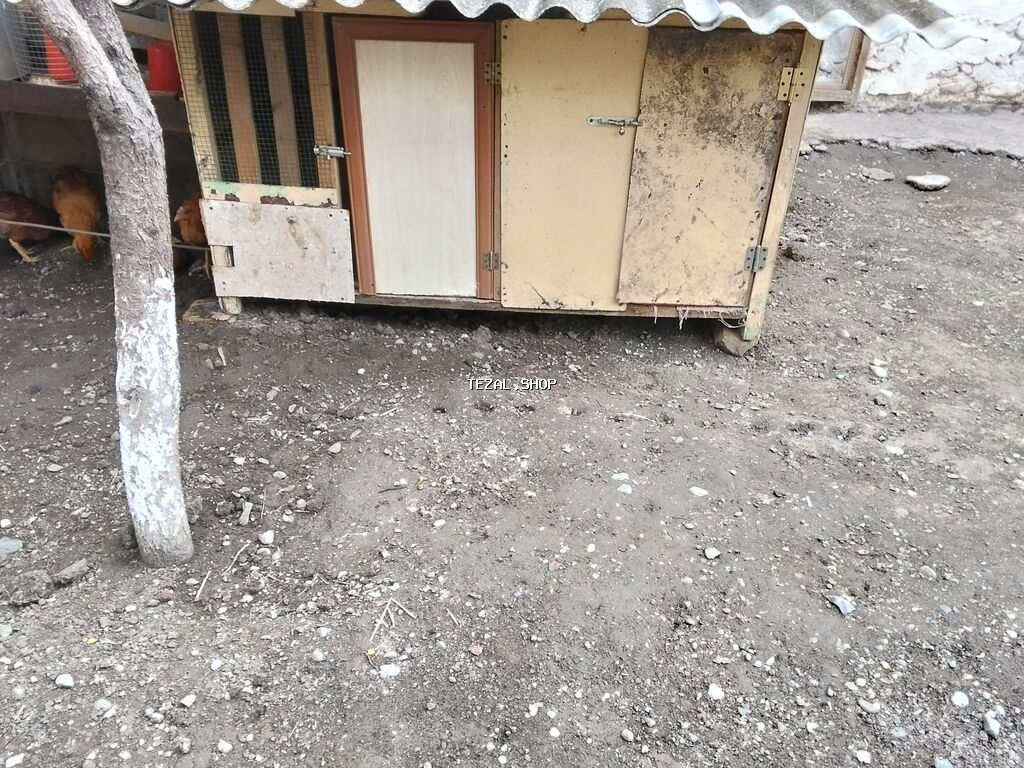 Digər heyvanlar - şəkil 4