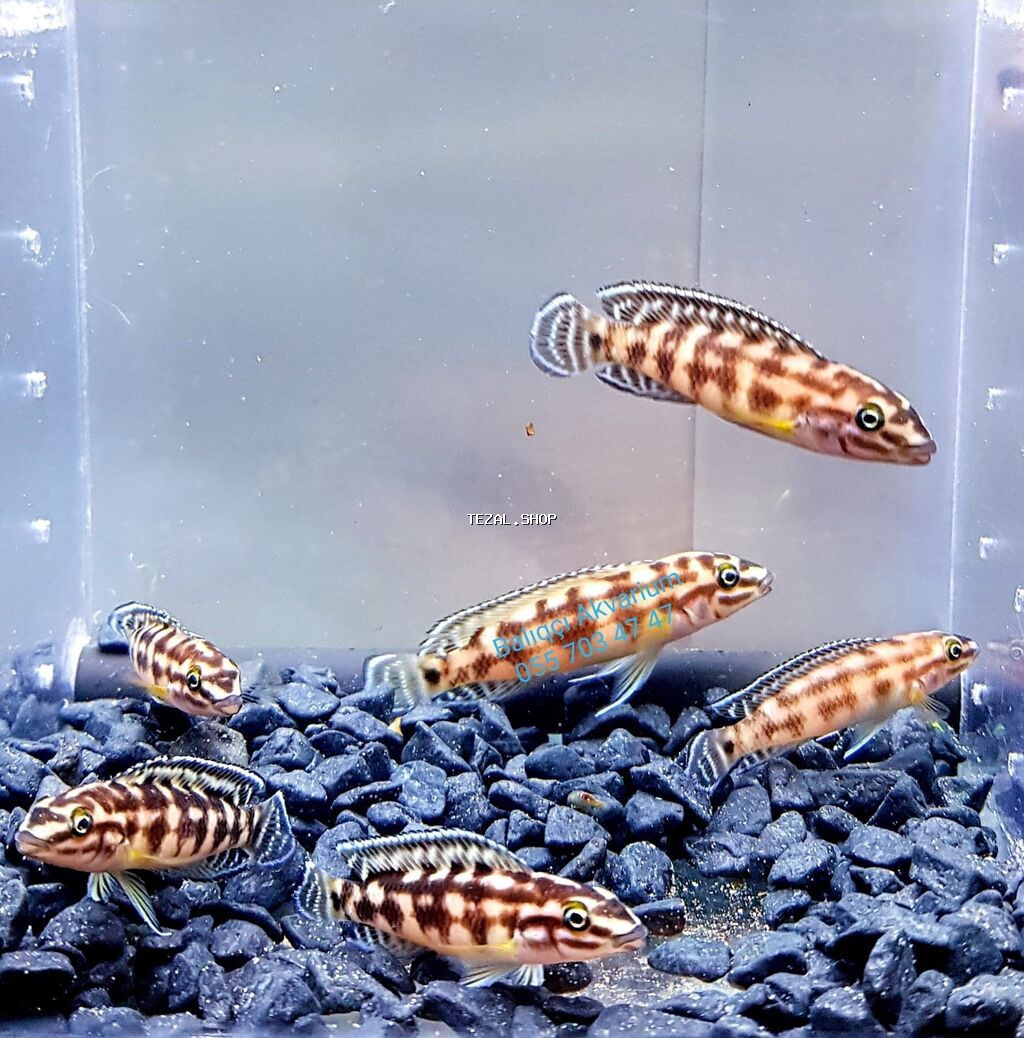 Yulidaxromis baligi. yerli artim akvarium baligi cixlid baligi 055