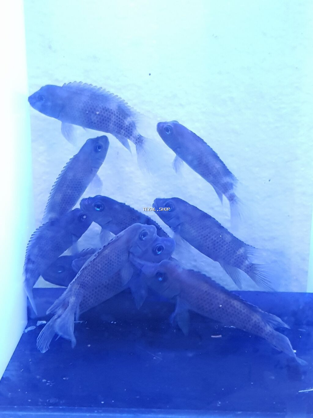 Meymun kafa baligi 
akvarium baligi
cixlid baligi