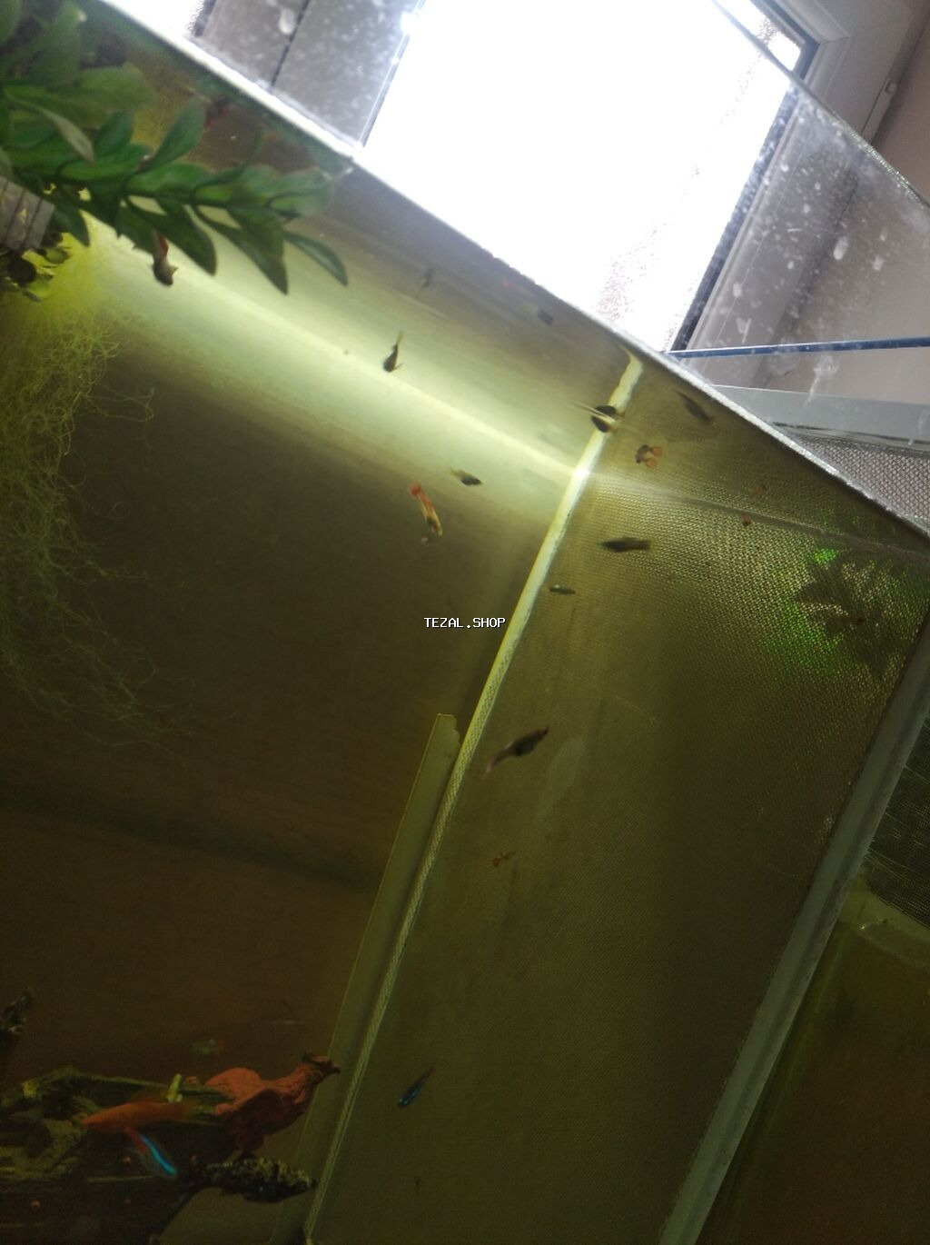 Akvaryum baligi satan varsa aliram