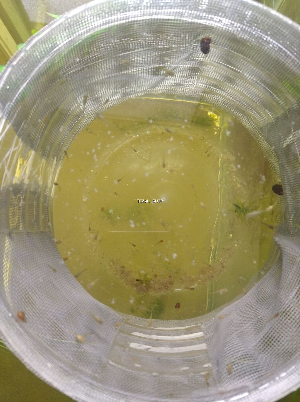 Akvaryum baligi satan varsa aliram - şəkil 2