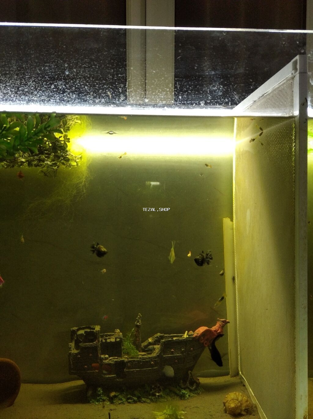 Akvaryum baligi satan varsa aliram - şəkil 3