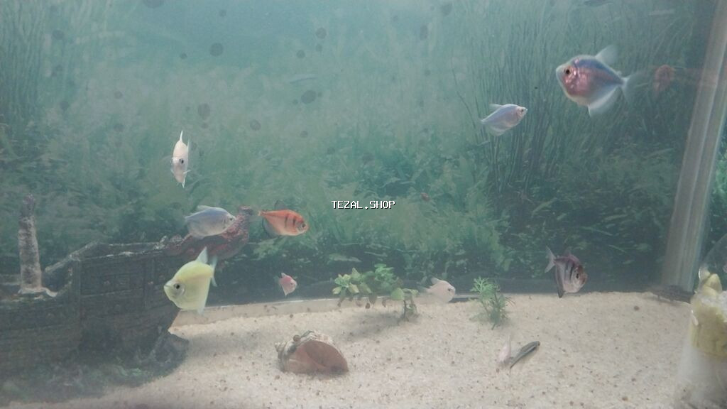 Akvaryum.baliglari satilir