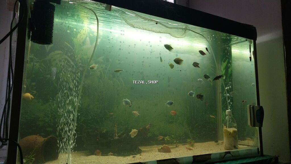 Akvaryum.baliglari satilir - şəkil 2