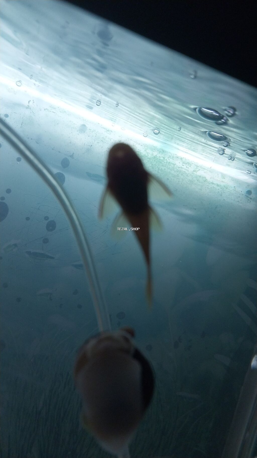 Akvaryum.baliglari satilir - şəkil 3