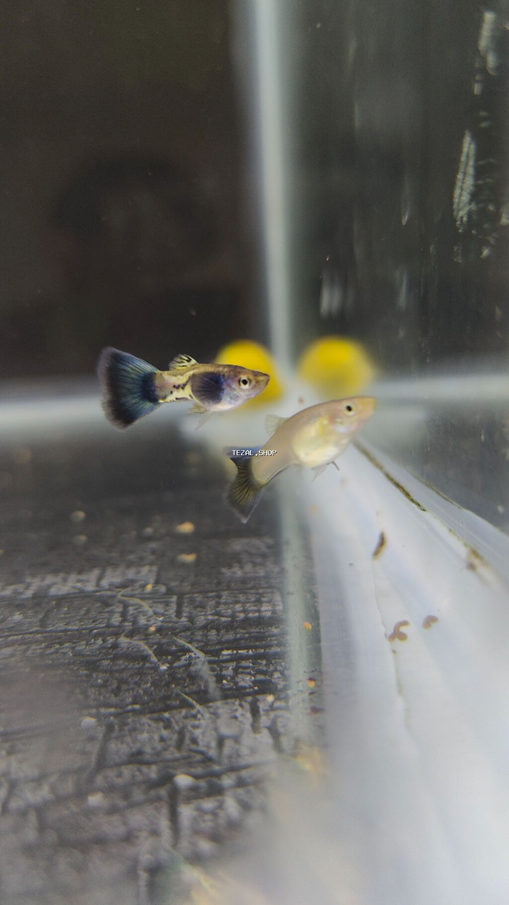 Quppi, Sülhsevər, Ödənişli çatdırılma - şəkil 2