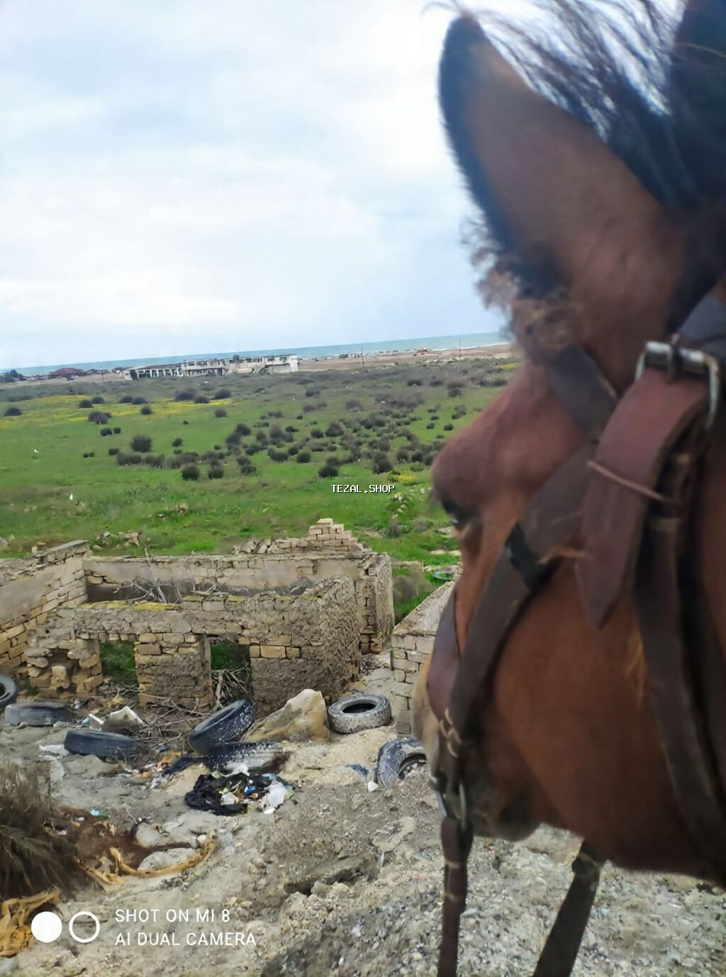 Salam zəhmət olmasa at satanlar mənimlə əlaqə saxlaya bilər