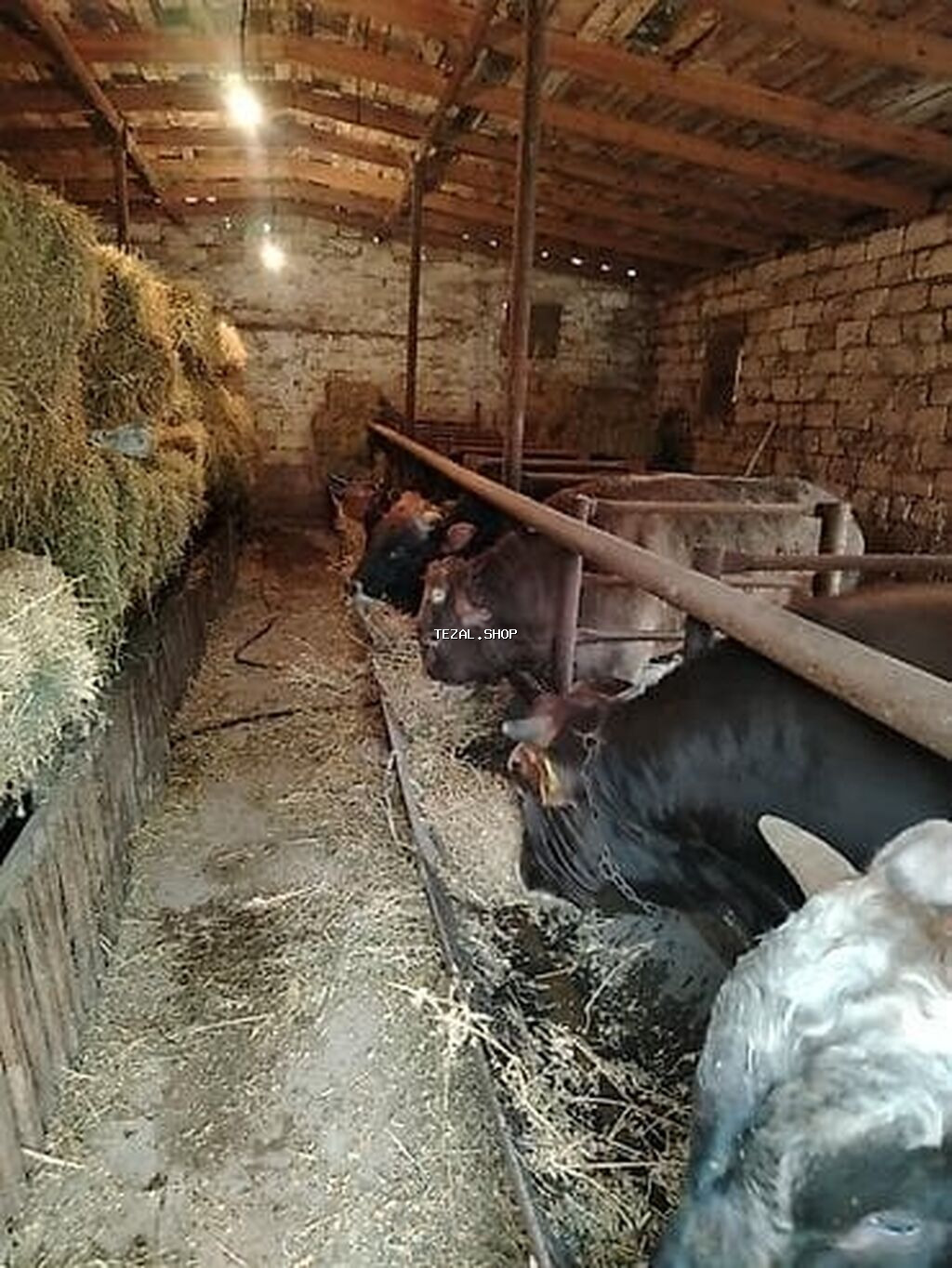 Dana, buzov, Erkək, ay: 10, 1 kq, Ətlik, Ödənişli çatdırılma