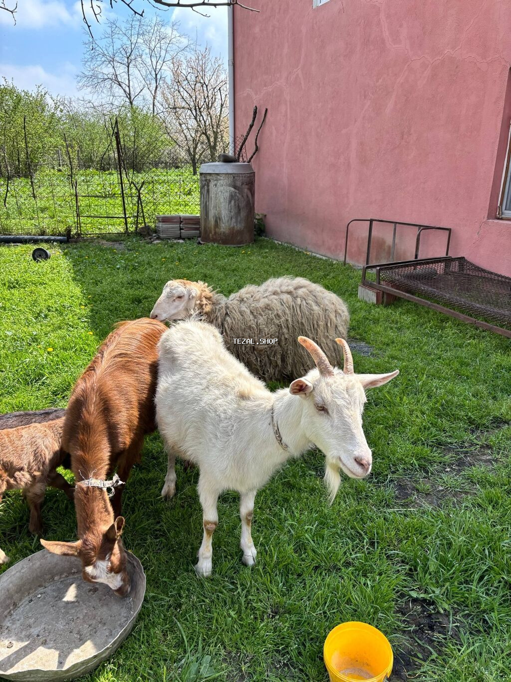TECILI.Alpin, saneen keçileri, alpinin ekiz balasi var bir erkey bir