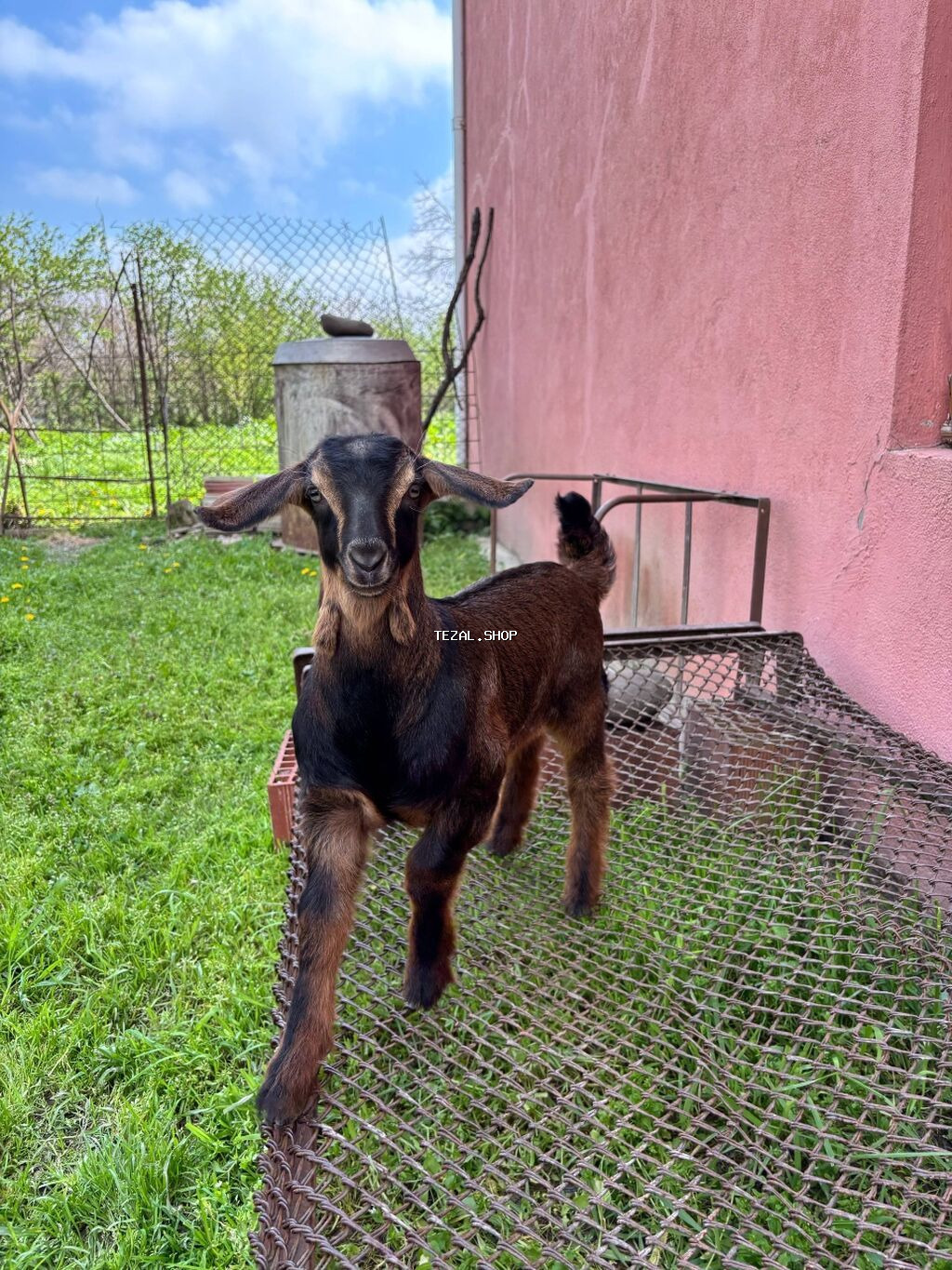 TECILI.Alpin, saneen keçileri, alpinin ekiz balasi var bir erkey bir - şəkil 2