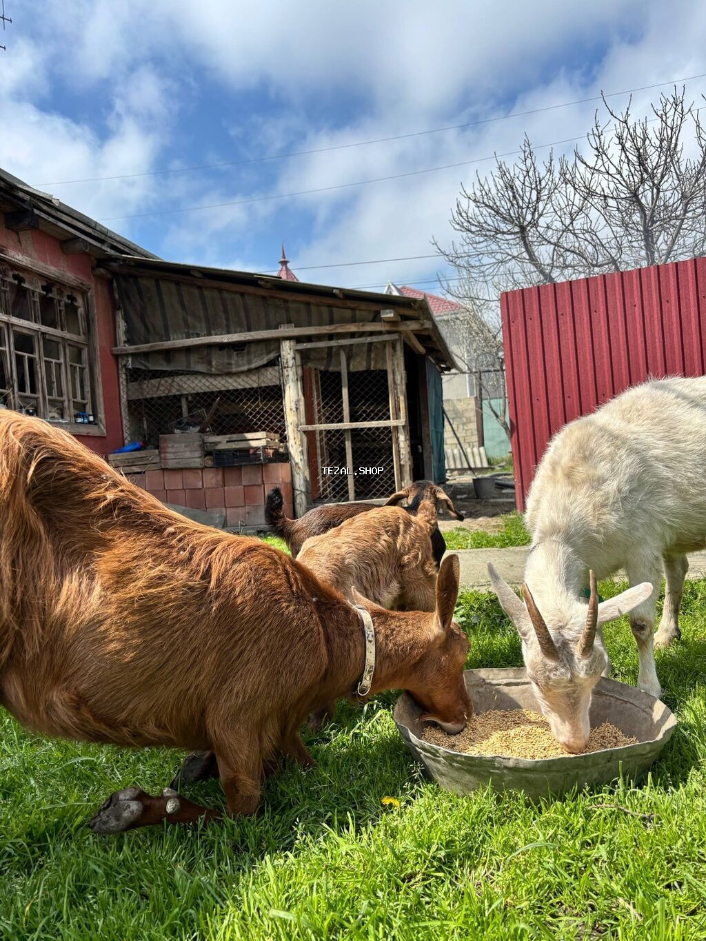 TECILI.Alpin, saneen keçileri, alpinin ekiz balasi var bir erkey bir - şəkil 4