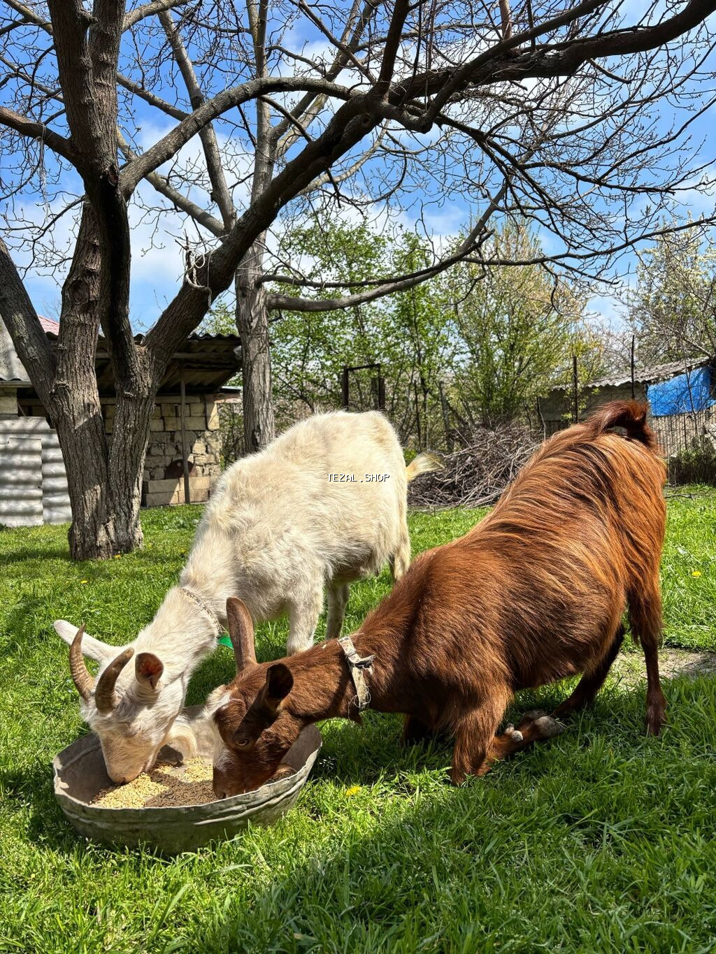 TECILI.Alpin, saneen keçileri, alpinin ekiz balasi var bir erkey bir - şəkil 5