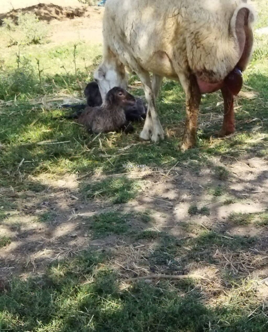 700 baş git içindən sec götür 430 azn