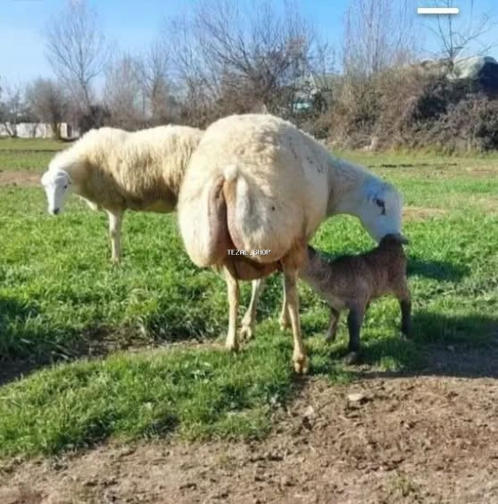 700 baş git içindən sec götür 430 azn - şəkil 2