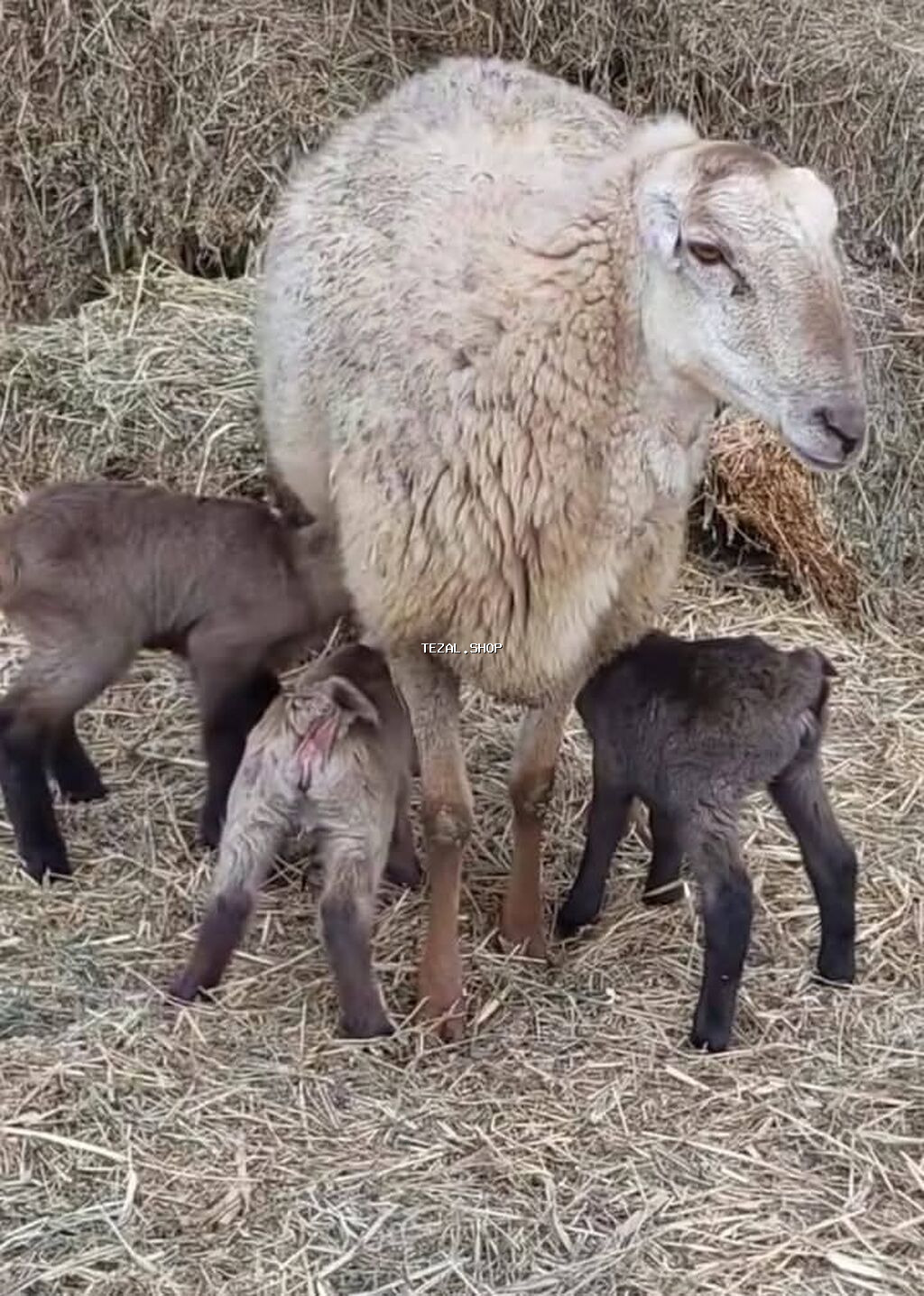 700 baş git içindən sec götür 430 azn - şəkil 3
