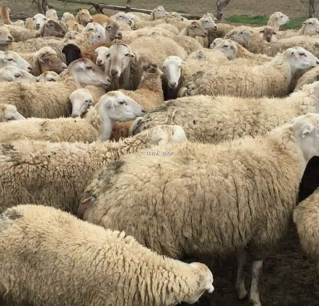 700 baş git içindən sec götür 430 azn - şəkil 4