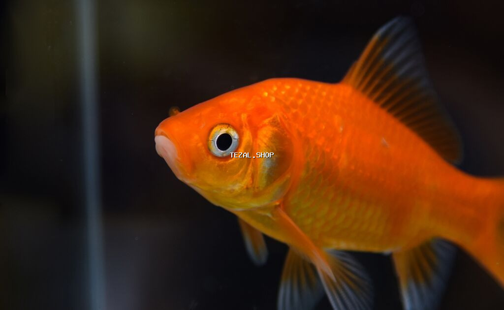 Baliq isteyirem pulsuz kimde varsa saxlamaq istemirse mene vere biler