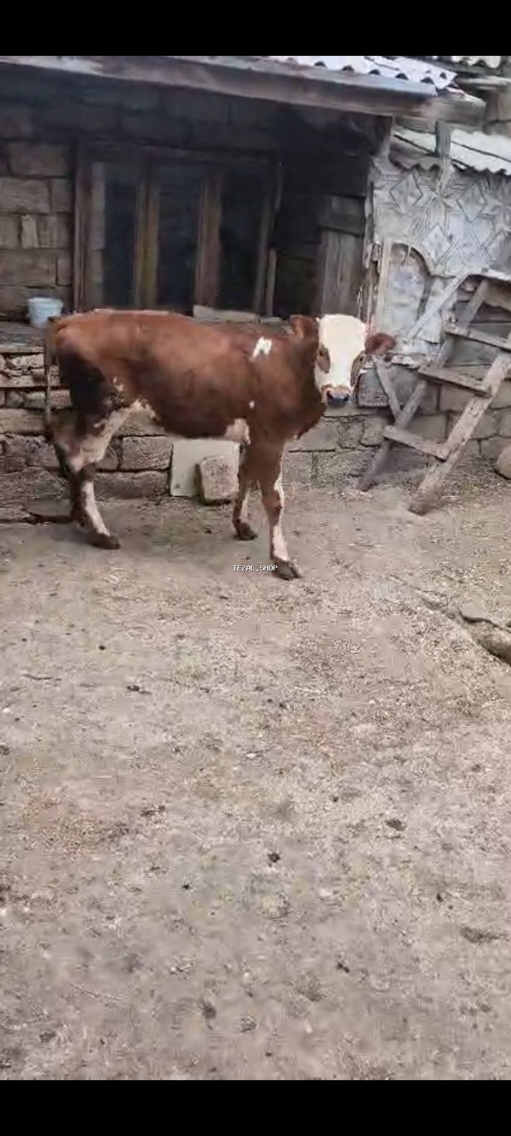 Dana Damazlıq Unvan Bakı Razılaşma yolu ilə