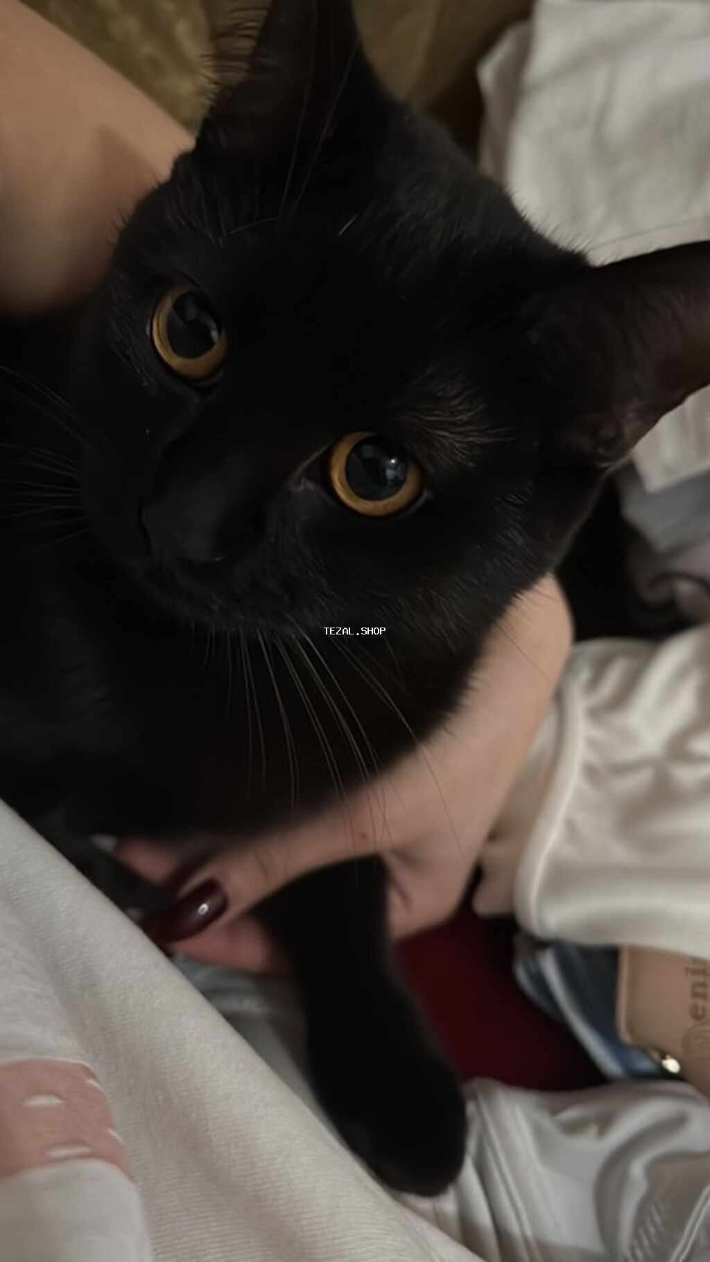 Dişi, Yaxşı əllərə, Pulsuz çatdırılma