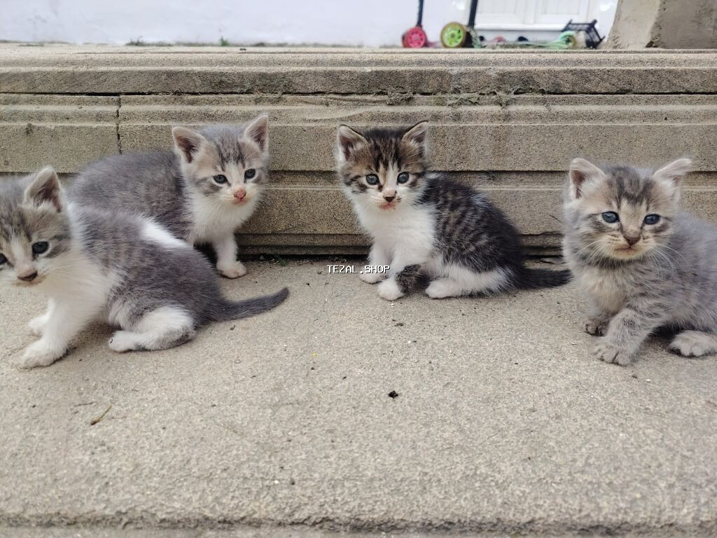 Qarışıq cinsder her biri 40m isdeyen buyursun