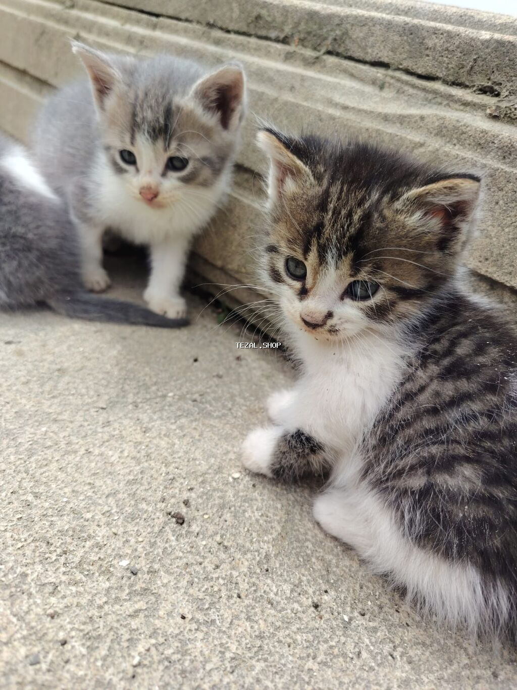 Qarışıq cinsder her biri 40m isdeyen buyursun - şəkil 2