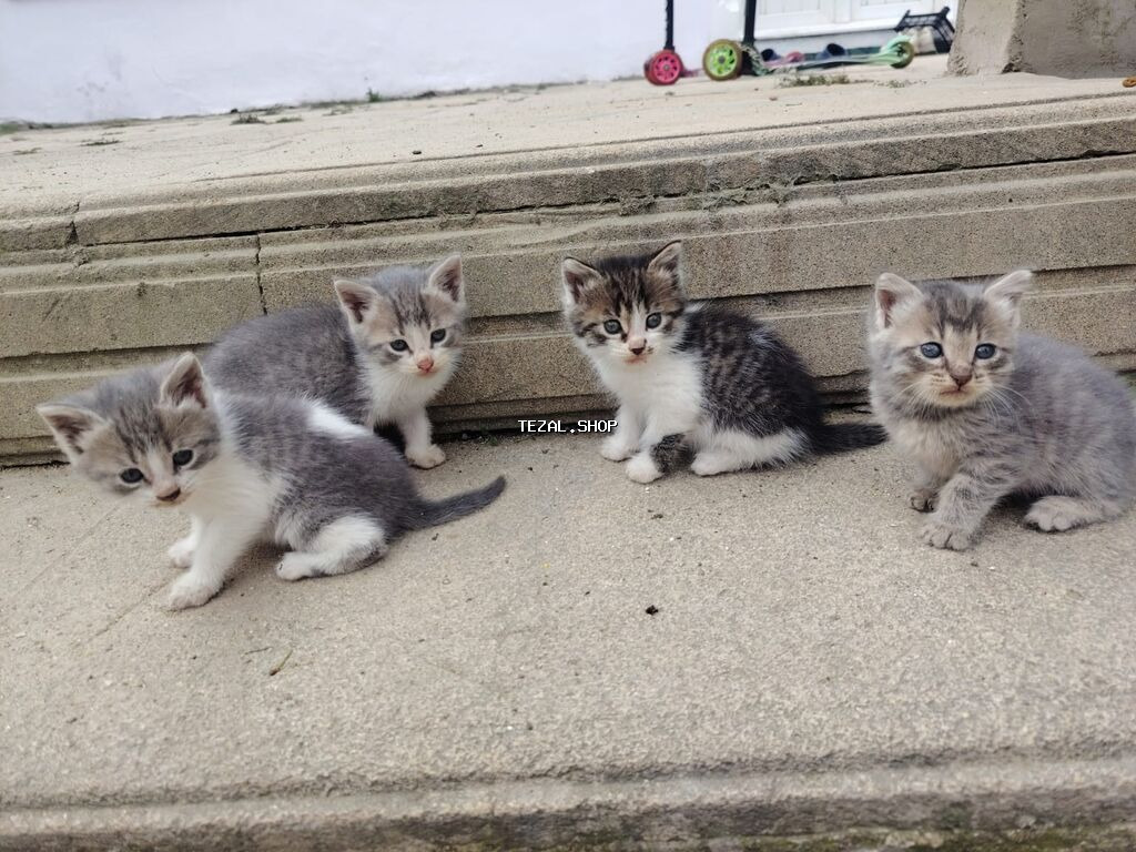 Qarışıq cinsder her biri 40m isdeyen buyursun - şəkil 3