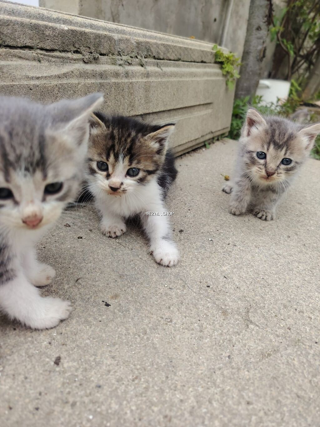 Qarışıq cinsder her biri 40m isdeyen buyursun - şəkil 4