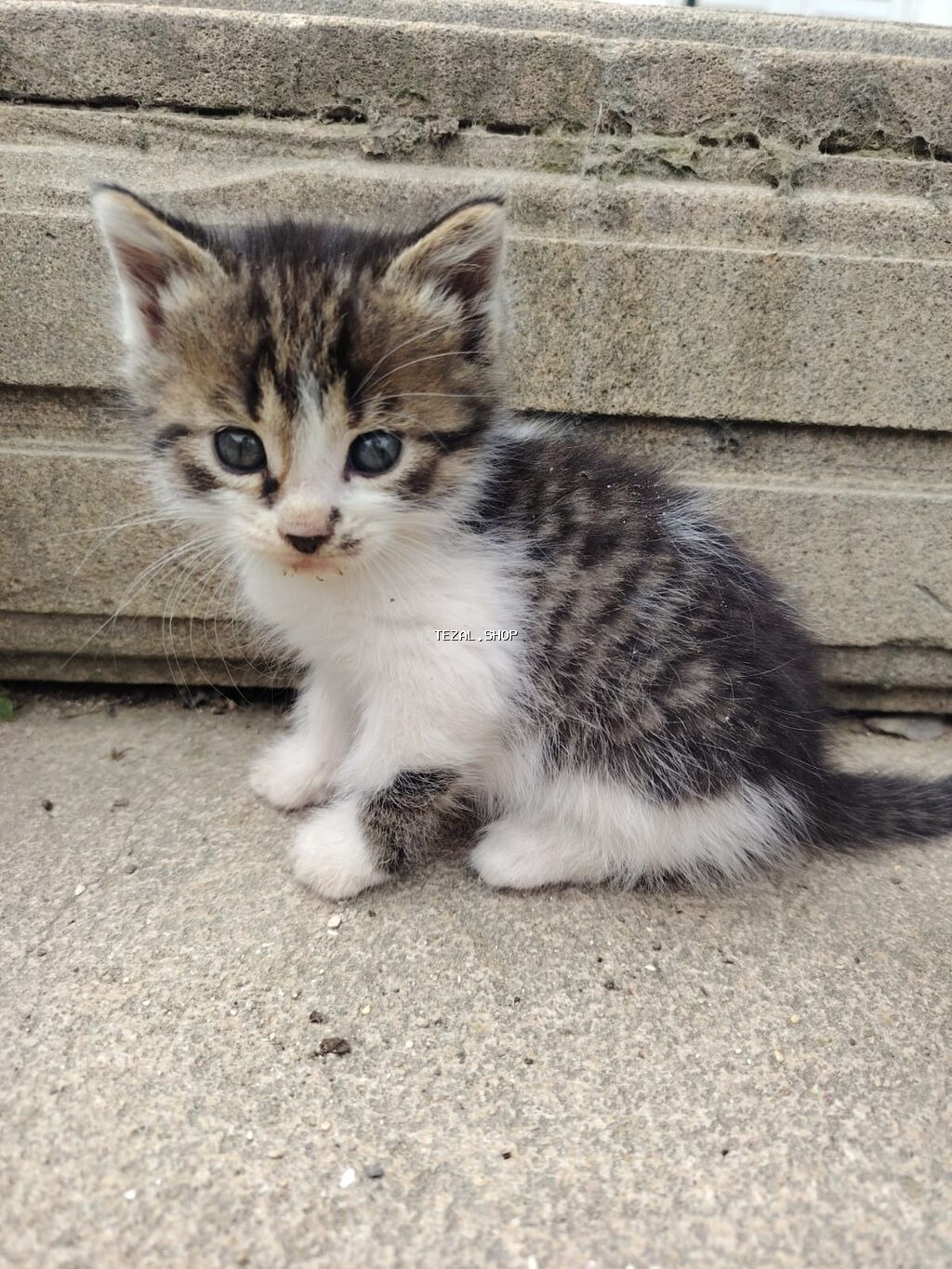 Qarışıq cinsder her biri 40m isdeyen buyursun - şəkil 5