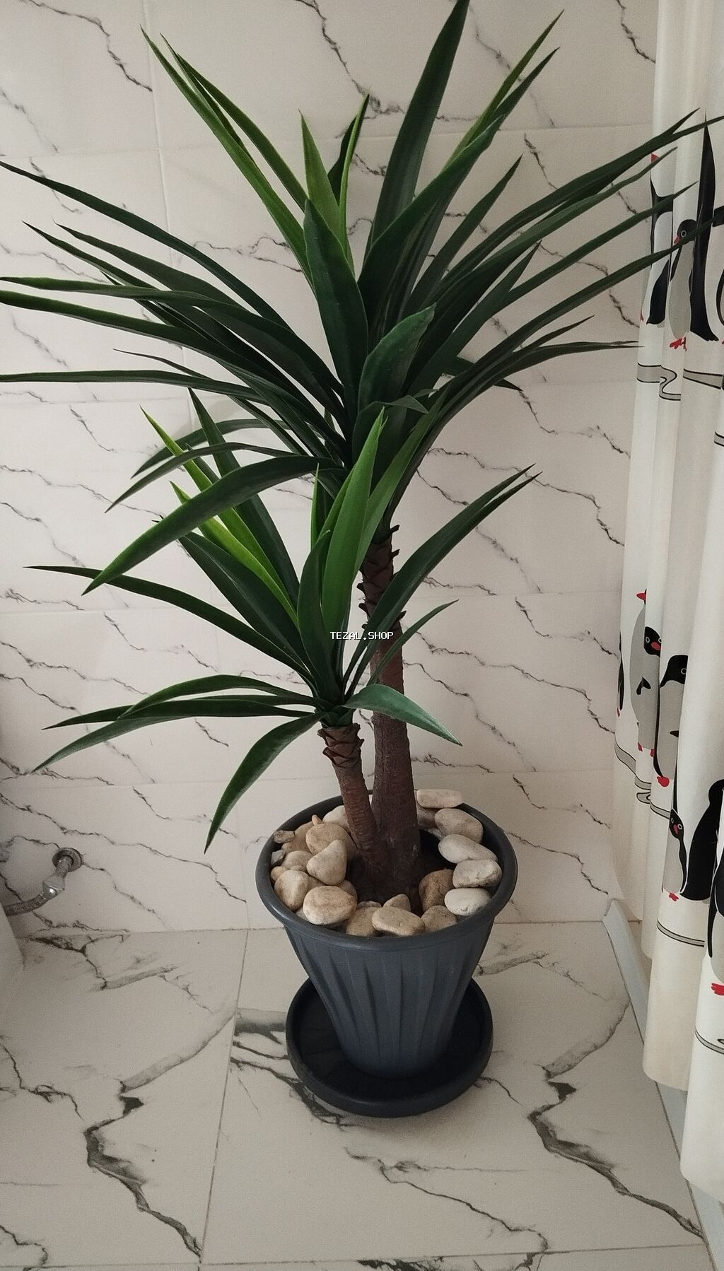 Madam koko palma hundurluyu 1.50