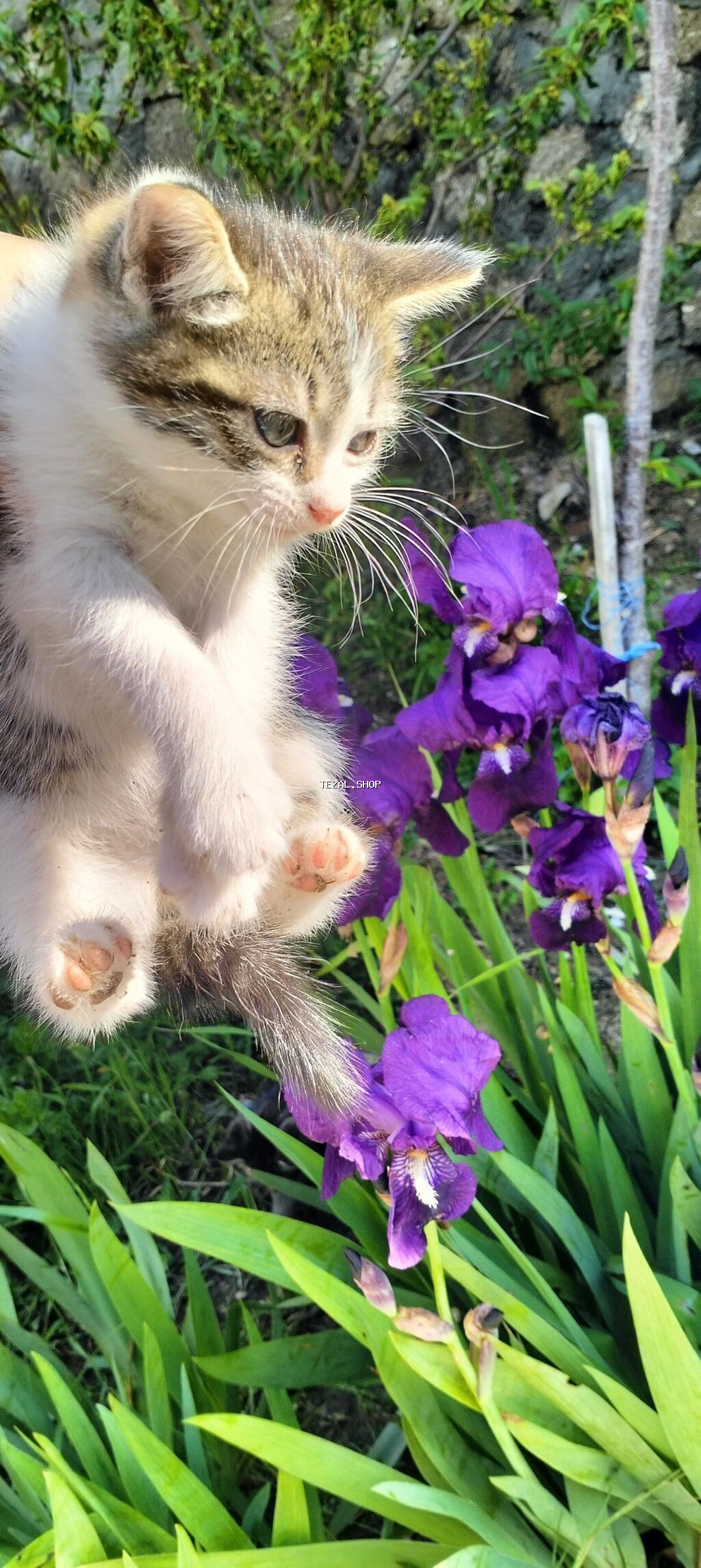 Yaxşı əllərə - şəkil 3