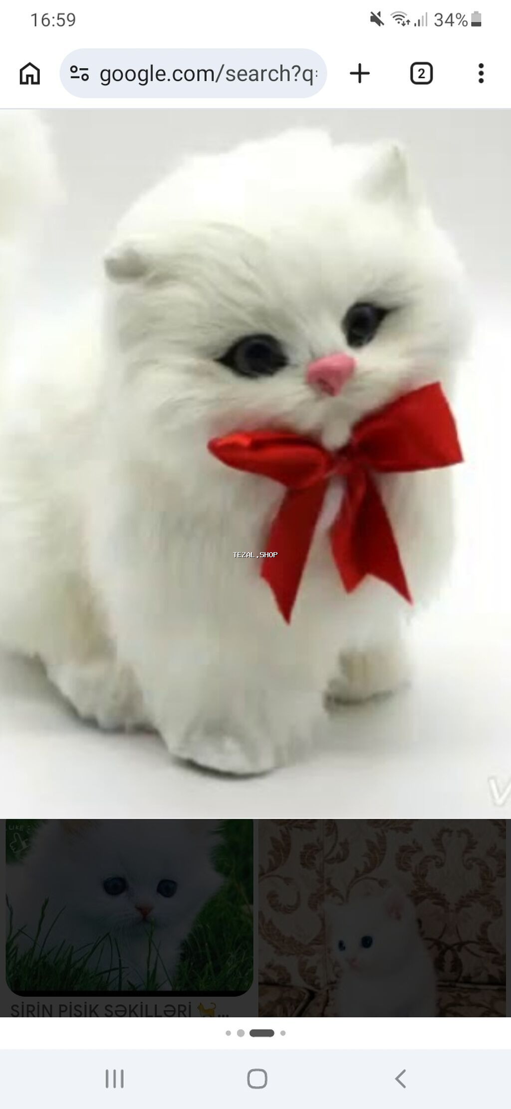 Pişiklərinizi bizə əmanət edəbilərsiz neçə müddət isdəsəz pişiklərə