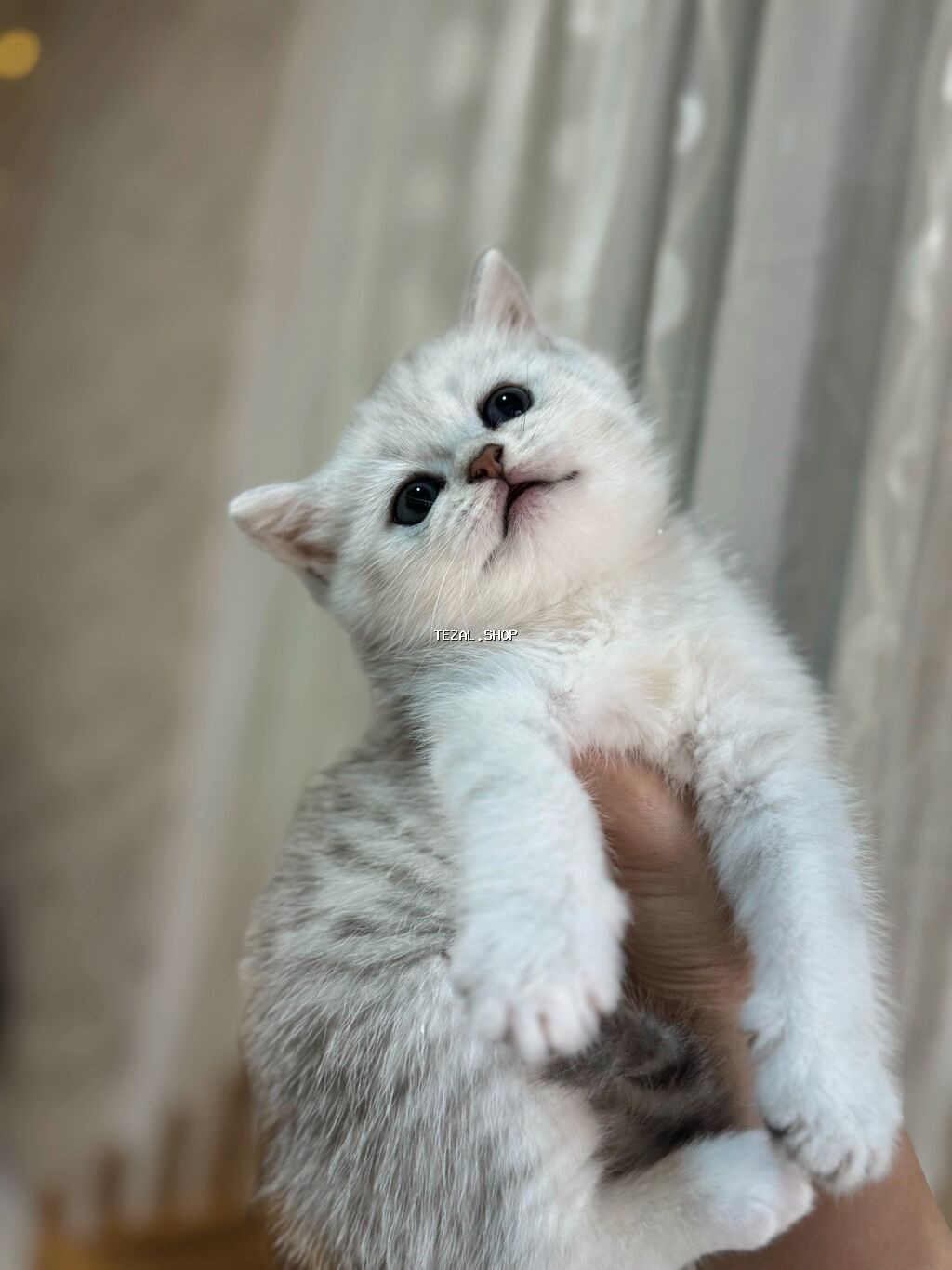 Şinşilla, Erkək, Yaxşı əllərə, Ünvandan götürmə