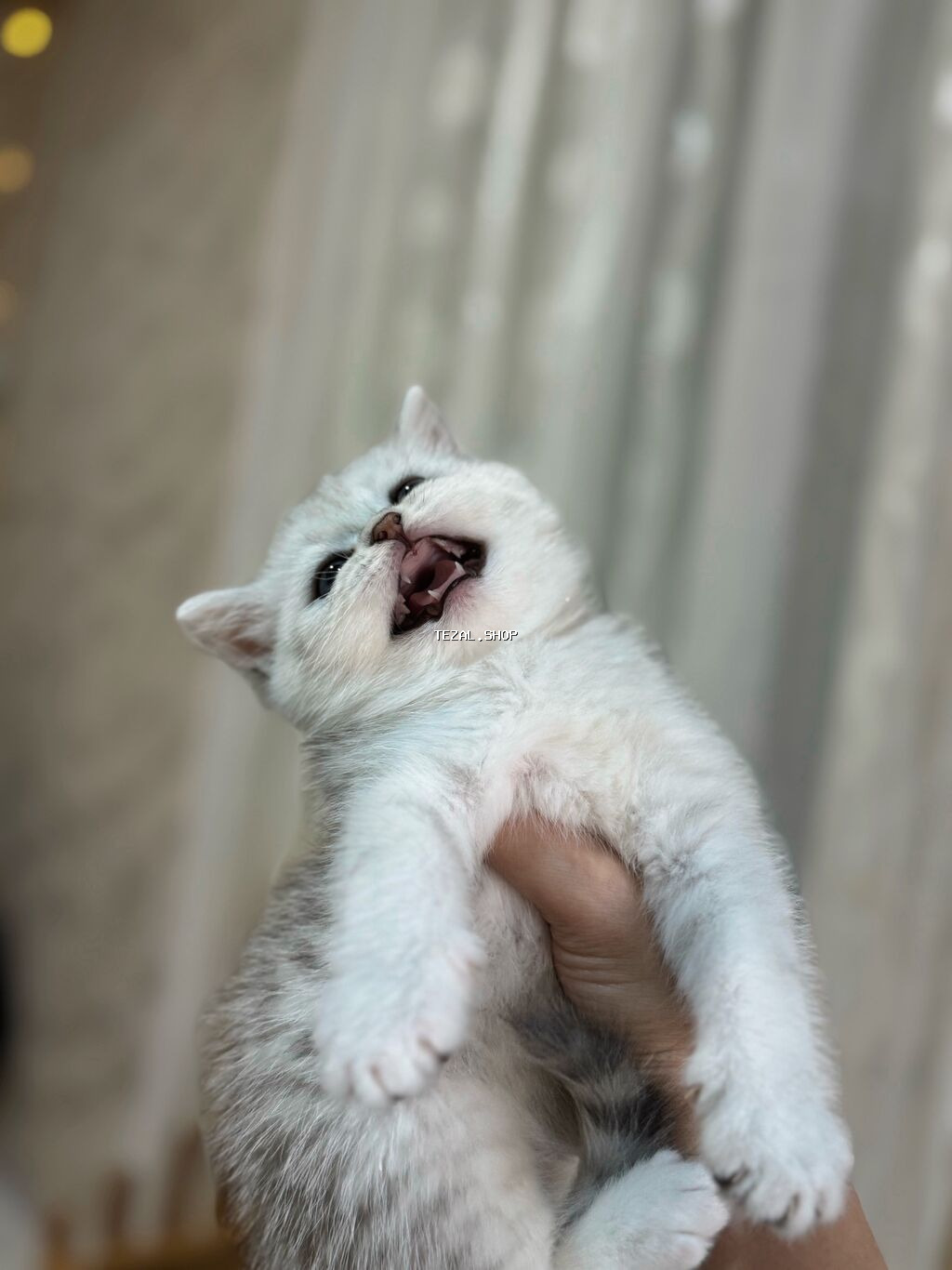 Şinşilla, Erkək, Yaxşı əllərə, Ünvandan götürmə - şəkil 2