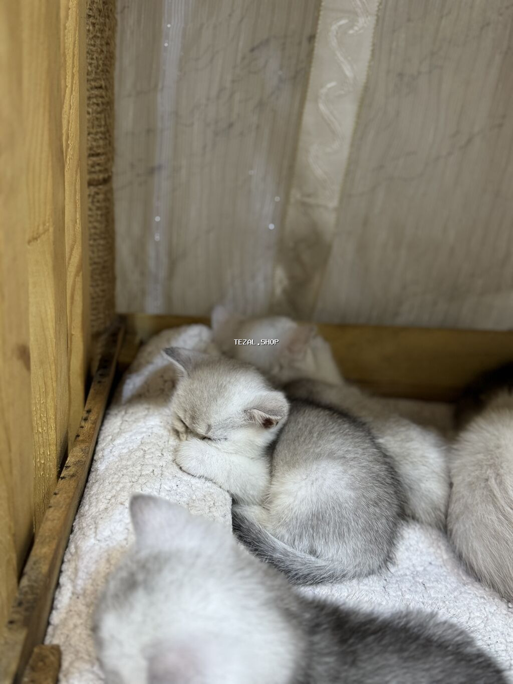 Şinşilla, Erkək, Yaxşı əllərə, Ünvandan götürmə - şəkil 3