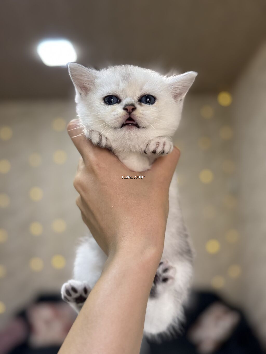 Şinşilla, Erkək, Yaxşı əllərə, Ünvandan götürmə - şəkil 4