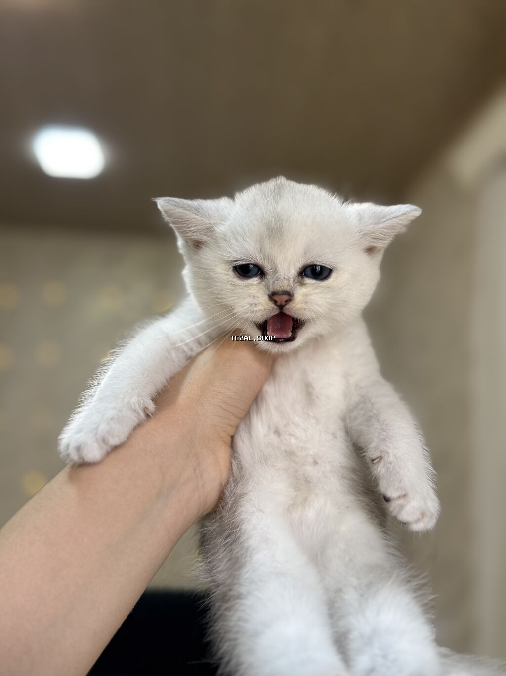 Şinşilla, Erkək, Yaxşı əllərə, Ünvandan götürmə - şəkil 5