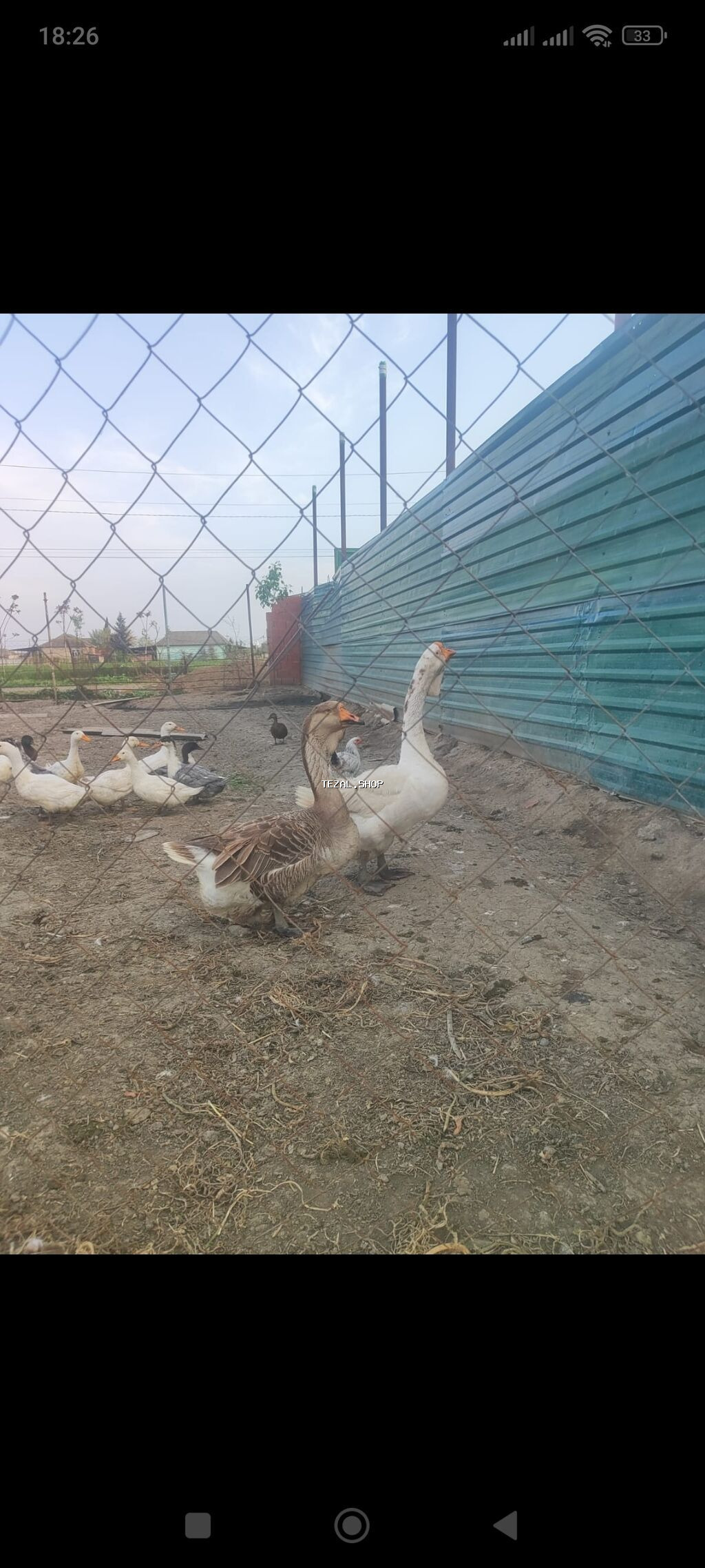 Xalmaqor qaz satlir 350 manat ünvan Cəlilabad rayonu