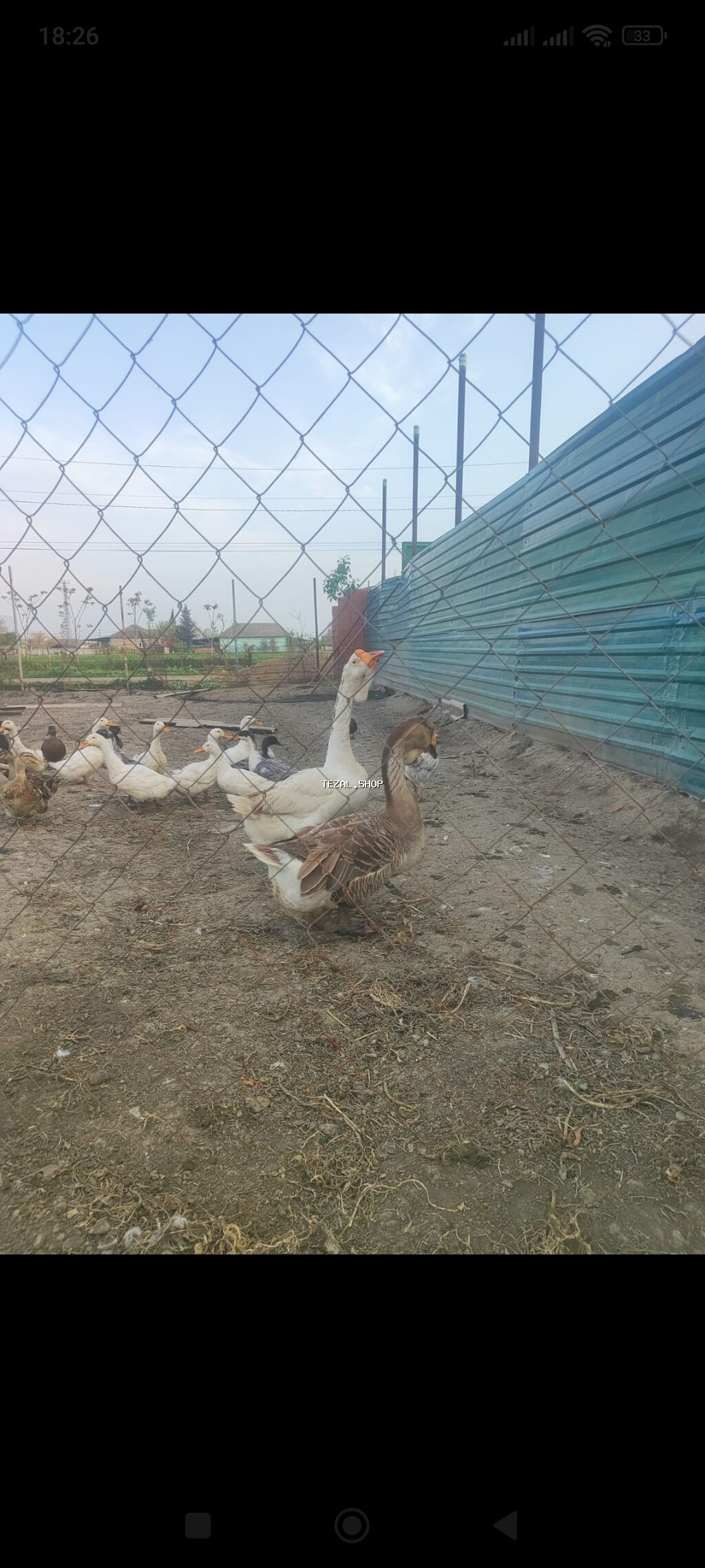 Xalmaqor qaz satlir 350 manat ünvan Cəlilabad rayonu - şəkil 2