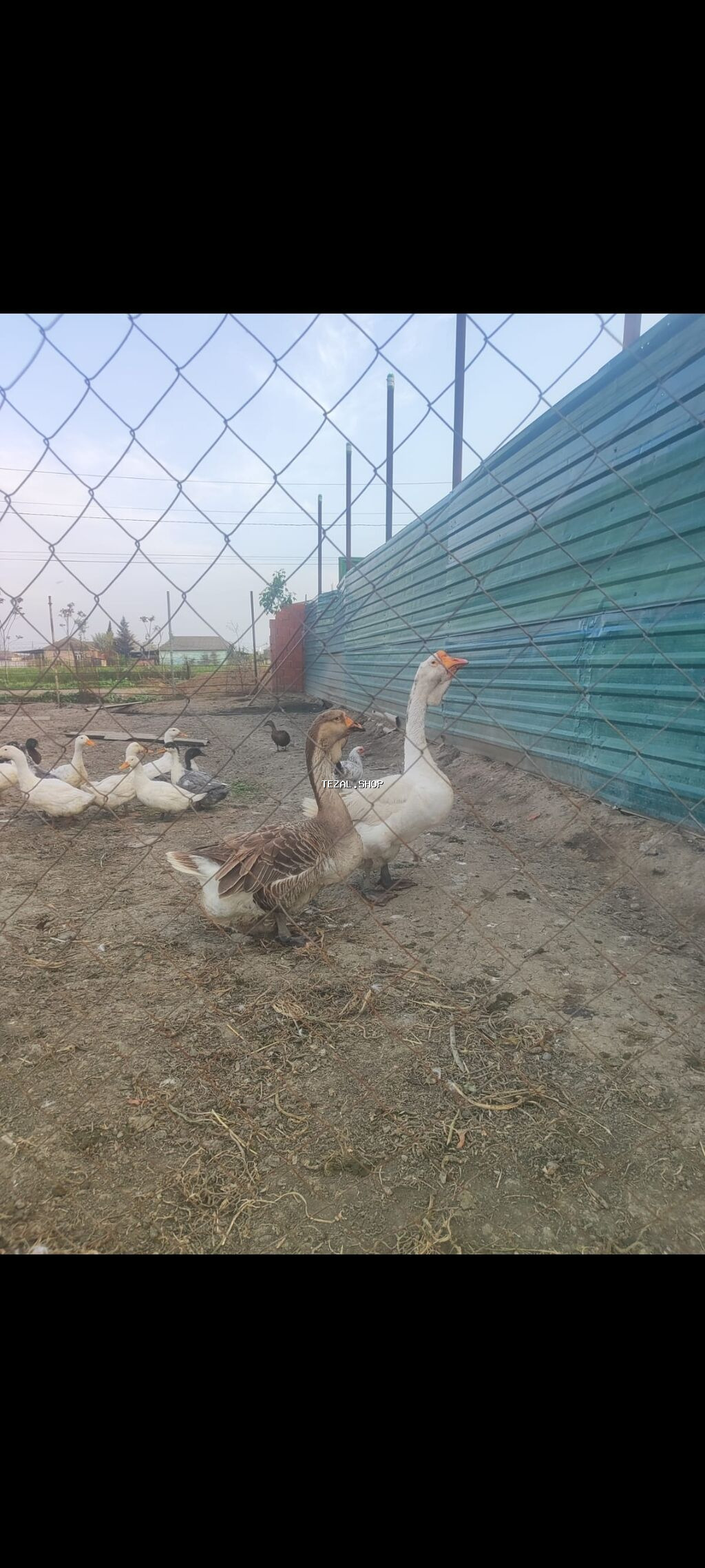 Xalmaqor qaz satlir 350 manat ünvan Cəlilabad rayonu - şəkil 3