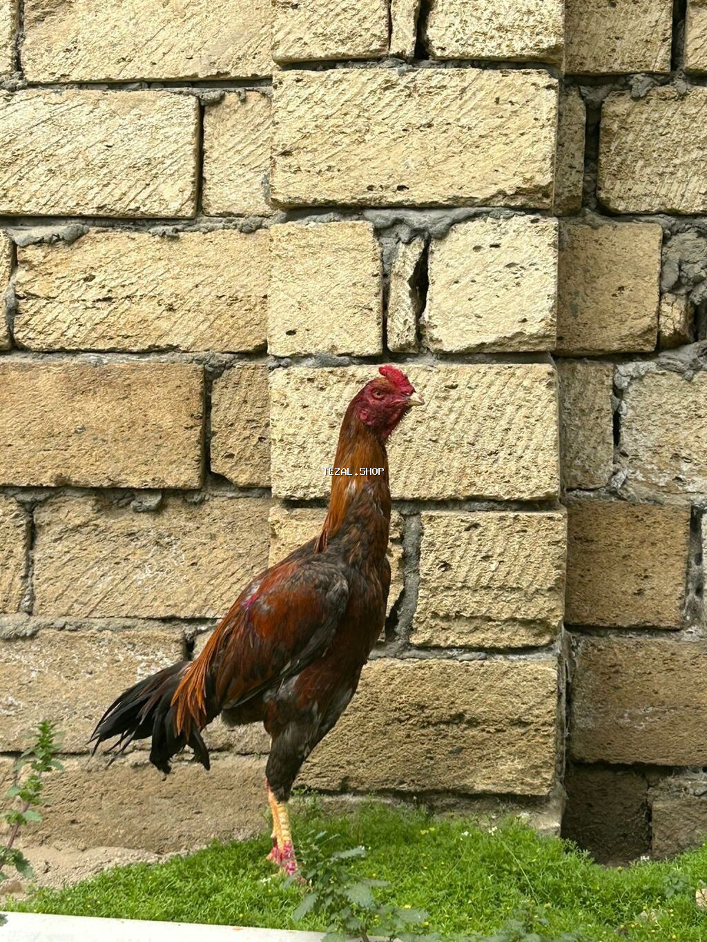 Salam heyvan 9aylgdi göz qabagndadi ciddi alıcılar narahat eləsin