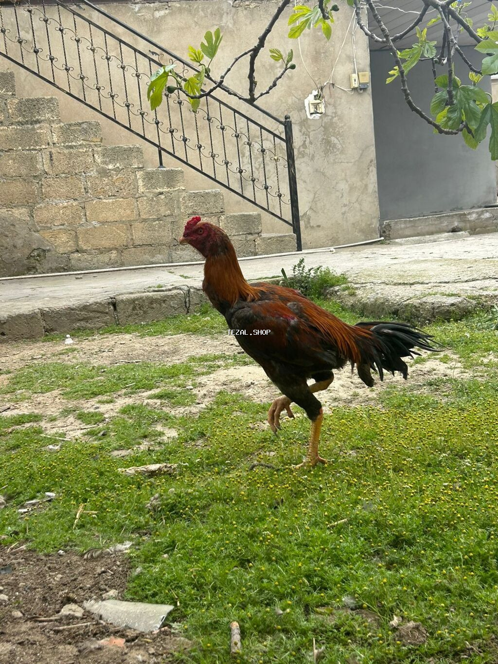 Salam heyvan 9aylgdi göz qabagndadi ciddi alıcılar narahat eləsin - şəkil 2