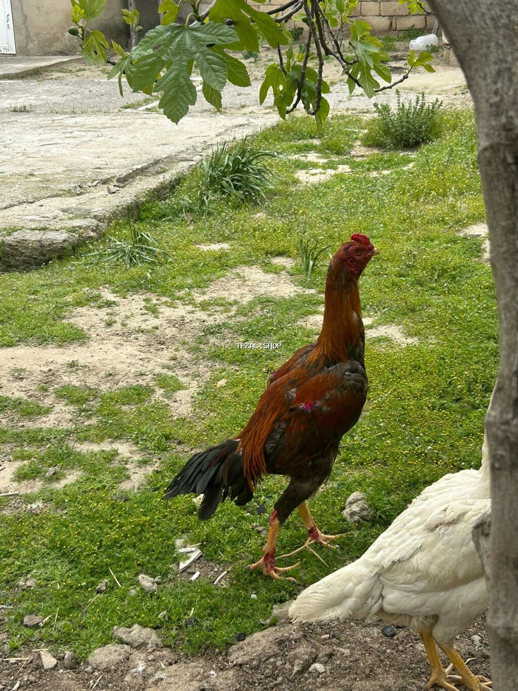 Salam heyvan 9aylgdi göz qabagndadi ciddi alıcılar narahat eləsin - şəkil 3